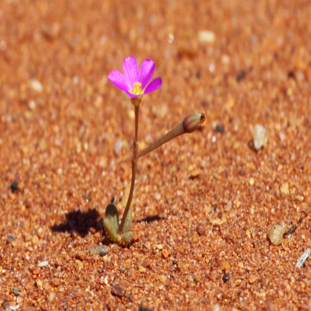 DesertFlower-605x605